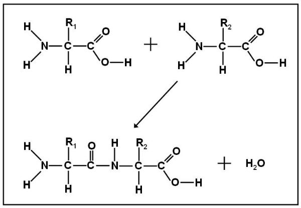 dipeptide-alchetron-the-free-social-encyclopedia