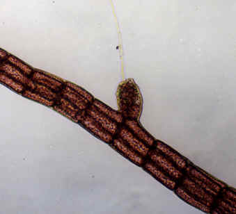 【trichogyne】什么意思_英语trichogyne的翻译_音标_读音_用法_例句_在线翻译_有道词典