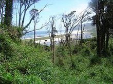智利阿伯陶海岸国家公园中的鳞枝树林