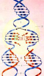 DNA复制（DNA双链在细胞分裂以前进行的复制过程）