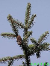 大果青扦 大果青扦