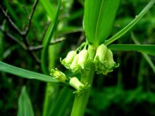 黄精属物种之一:轮叶黄精 黄精属物种之一:轮叶黄精