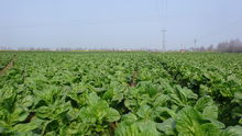 该镇芥菜基地