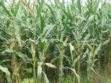 禾本科-玉米 禾本科-玉米