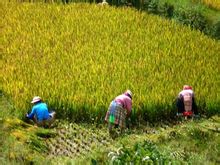 水稻丰收 水稻丰收