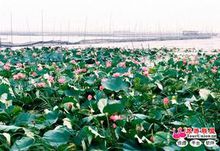 淮南焦岗湖国家湿地公园 淮南焦岗湖国家湿地公园