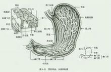 胃结构图