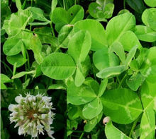 三消草原植物图 三消草原植物图