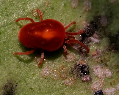 spider mite